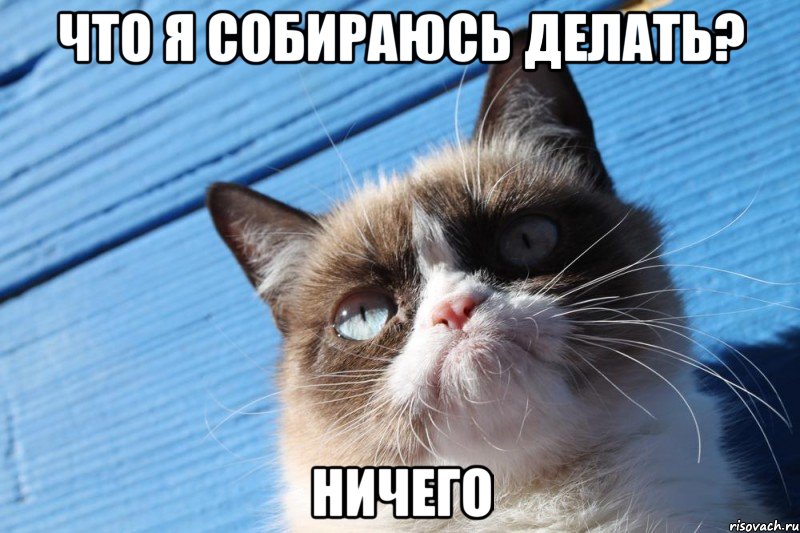 что я собираюсь делать? ничего, Мем  grumpy cat