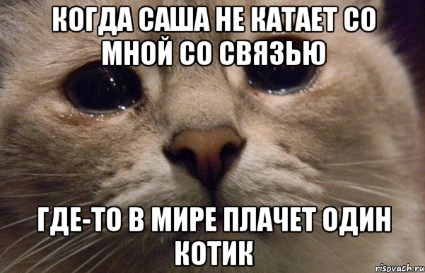 когда Саша не катает со мной со связью где-то в мире плачет один котик, Мем   В мире грустит один котик