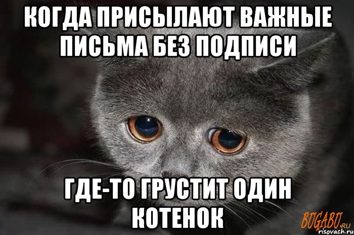 Когда присылают важные письма без подписи Где-то грустит один котенок, Мем  Грустный кот