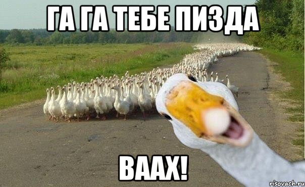 ГА ГА ТЕБЕ ПИЗДА ВААХ!, Мем гуси