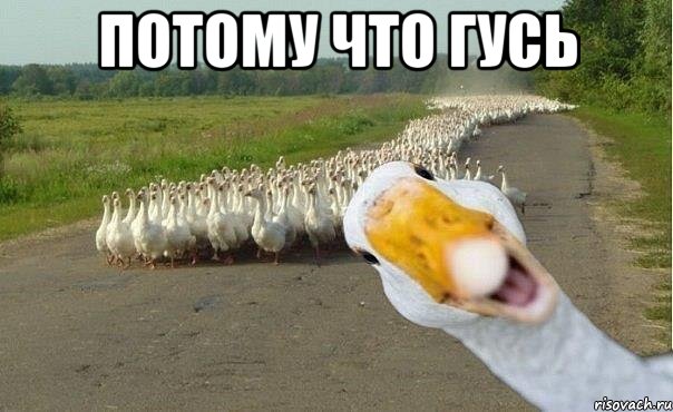 Потому что гусь , Мем гуси