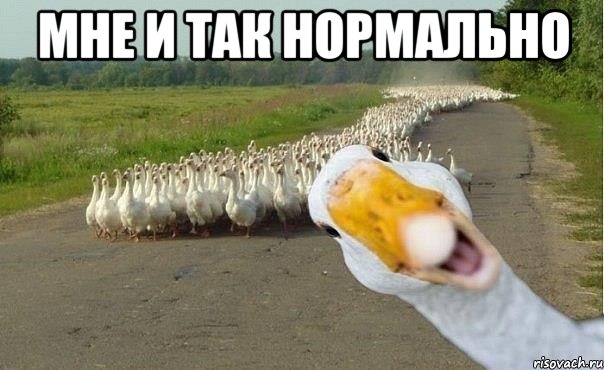 МНЕ И ТАК НОРМАЛЬНО , Мем гуси