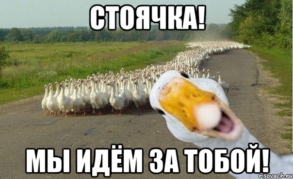 СТОЯЧКА! МЫ ИДЁМ ЗА ТОБОЙ!, Мем гуси