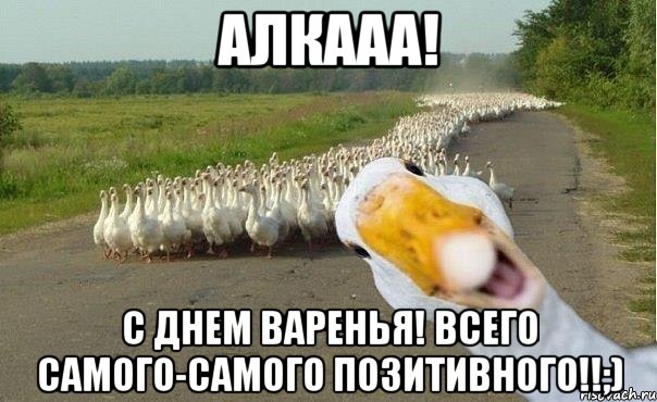 Алкааа! С Днем Варенья! Всего самого-самого позитивного!!;), Мем гуси