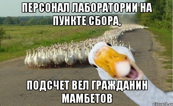 Персонал лаборатории на пункте сбора, подсчет вел гражданин Мамбетов, Мем гуси