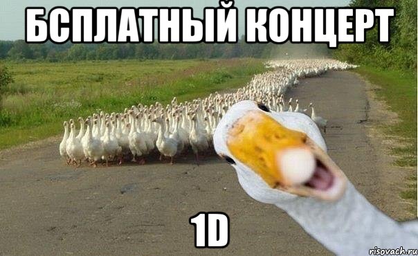 Бсплатный концерт 1D, Мем гуси