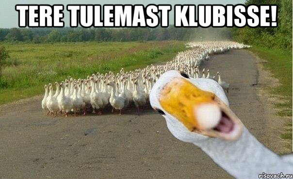 Tere tulemast klubisse! , Мем гуси