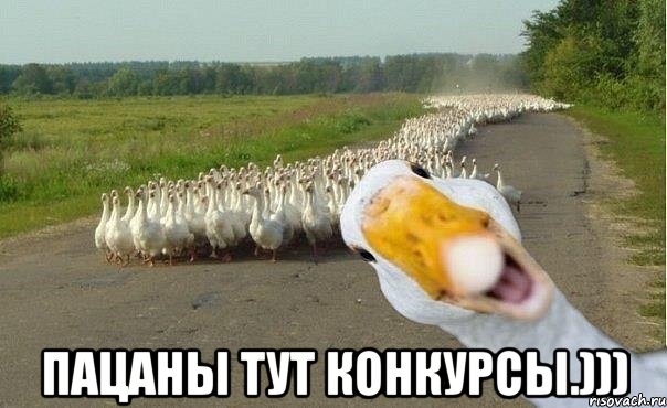  Пацаны тут конкурсы.))), Мем гуси