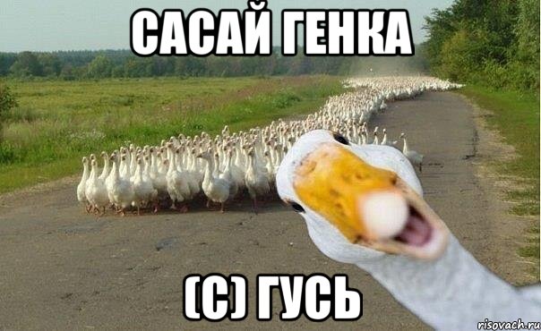 сасай генка (с) гусь, Мем гуси