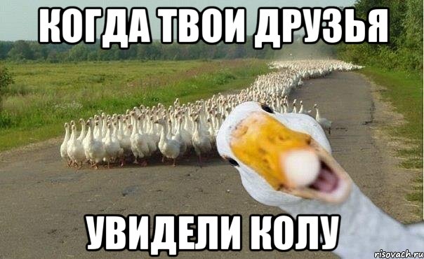 когда твои друзья увидели колу, Мем гуси