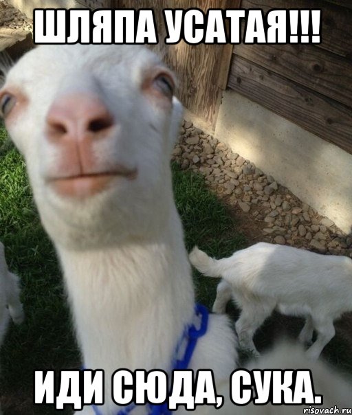 Шляпа усатая!!! иди сюда, сука., Мем кишка