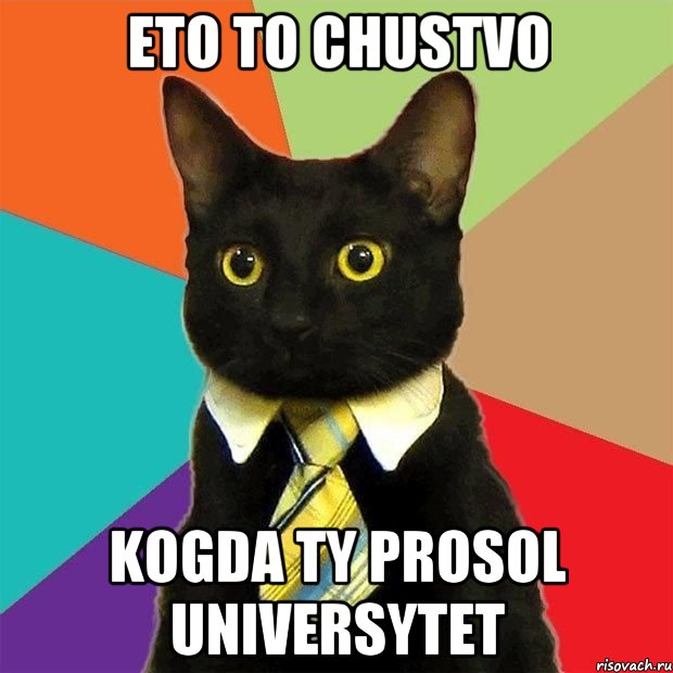 eto to chustvo kogda ty prosol universytet, Мем  Кошечка