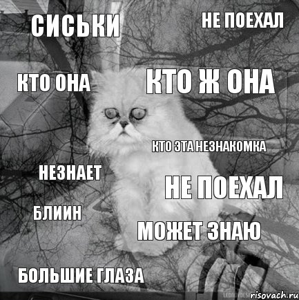 сиськи не поехал кто ж она большие глаза незнает не поехал может знаю кто она блиин кто эта незнакомка, Комикс  кот безысходность