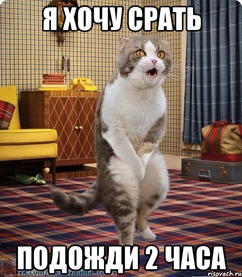 Я хочу срать подожди 2 часа, Мем кот