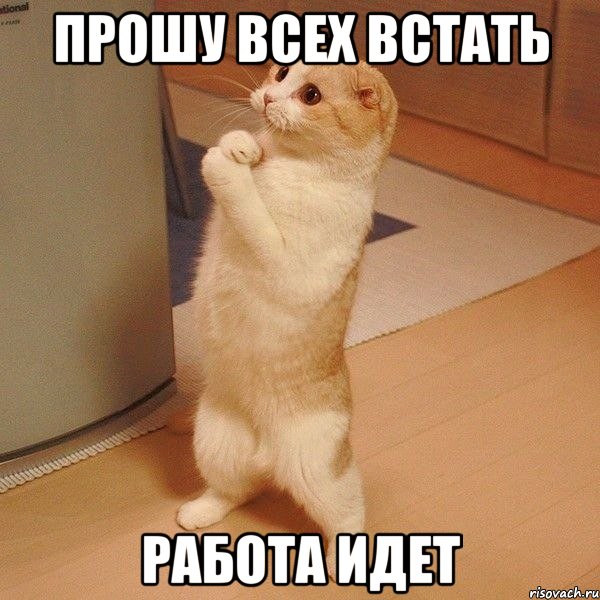 Прошу всех встать Работа идет, Мем  котэ молится