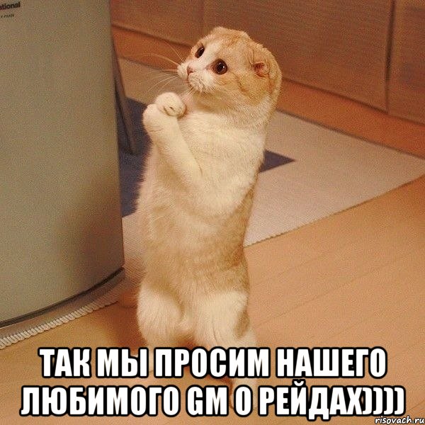  так мы просим нашего любимого GM о рейдах)))), Мем  котэ молится