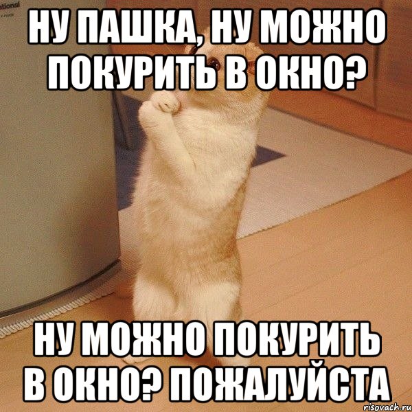 ну пашка, ну можно покурить в окно? ну можно покурить в окно? пожалуйста, Мем  котэ молится