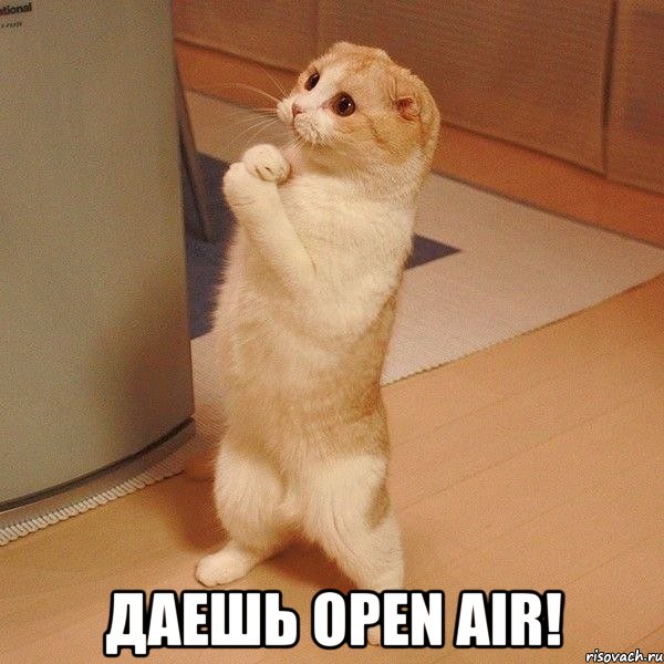  Даешь Open air!, Мем  котэ молится