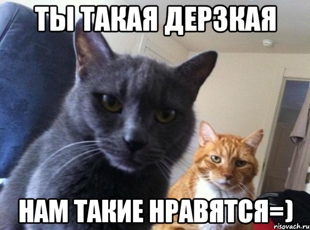 Ты такая дерзкая Нам такие нравятся=), Мем  Два котэ