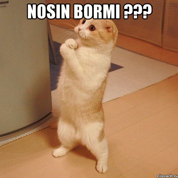 Nosin Bormi ??? , Мем  котэ молится