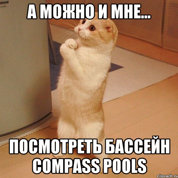 А можно и мне... посмотреть бассейн Compass Pools, Мем  котэ молится