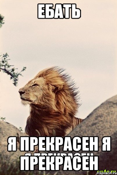 ЕБАТЬ Я ПРЕКРАСЕН Я ПРЕКРАСЕН, Мем Лев прекрасен