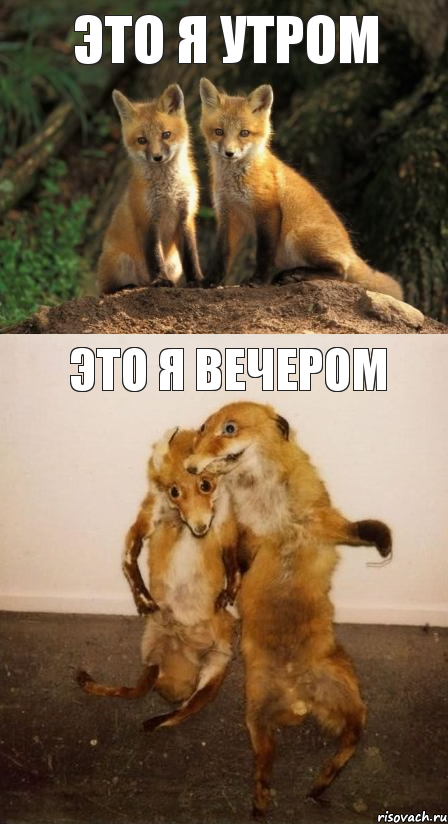 ЭТО Я УТРОМ ЭТО Я ВЕЧЕРОМ, Комикс Лисицы