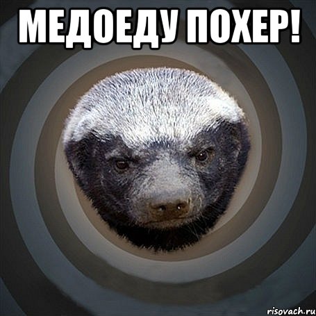 Медоеду похер! 