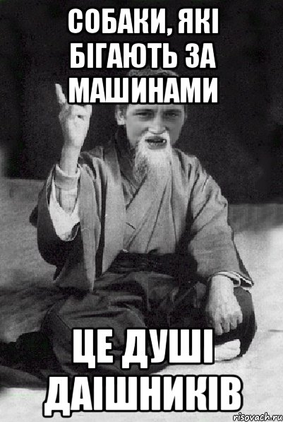 собаки, які бігають за машинами це душі ДАІШНИКІВ, Мем Мудрий паца