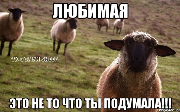 ЛЮБИМАЯ ЭТО НЕ ТО ЧТО ТЫ ПОДУМАЛА!!!, Мем  Наивная Овца