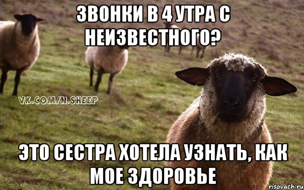 звонки в 4 утра с неизвестного? это сестра хотела узнать, как мое здоровье, Мем  Наивная Овца