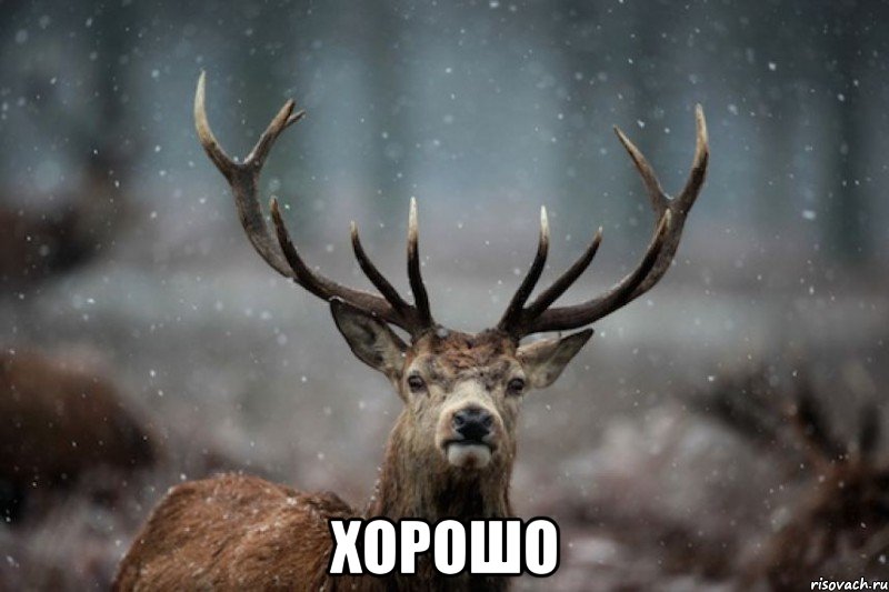  хорошо
