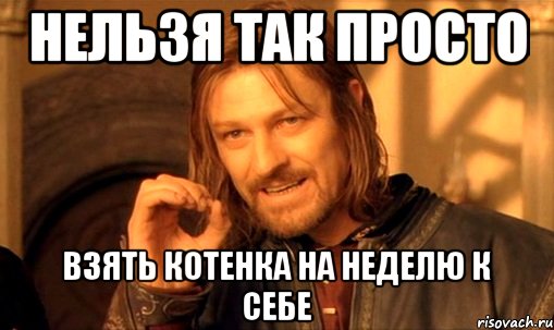 нельзя так просто взять котенка на неделю к себе