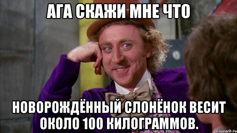 Ага скажи мне что Новорождённый слонёнок весит около 100 килограммов., Мем Ну давай расскажи (Вилли Вонка)