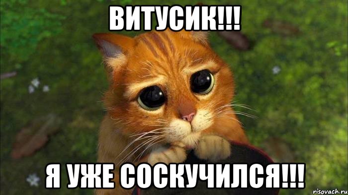 ВИТУСИК!!! Я УЖЕ СОСКУЧИЛСЯ!!!, Мем кот из шрека