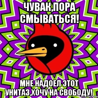 Чувак,пора смываться! Мне надоел этот унитаз,хочу на свободу!, Мем Омская птица