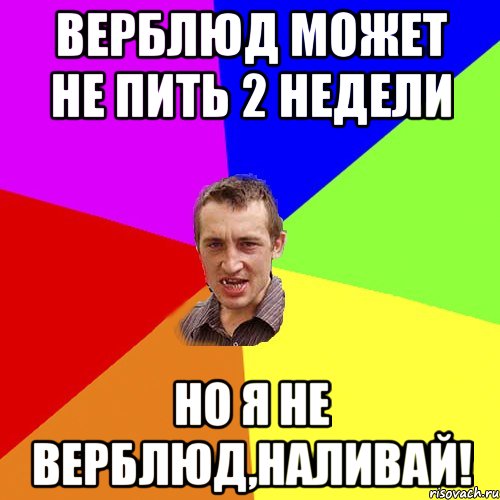 Верблюд может не пить 2 недели но я не верблюд,наливай!, Мем Чоткий паца