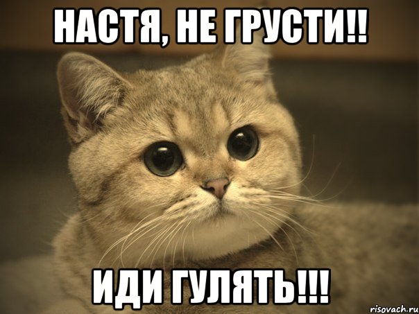 Настя, не грусти!! Иди гулять!!!, Мем Пидрила ебаная котик