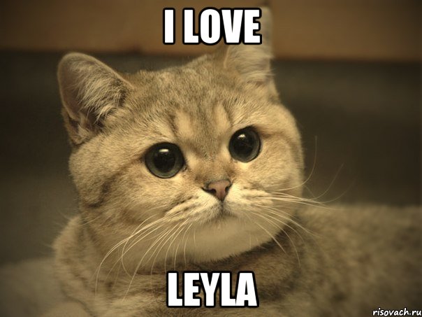 I love Leyla, Мем Пидрила ебаная котик