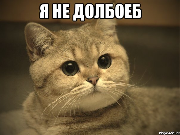 Я не долбоеб , Мем Пидрила ебаная котик
