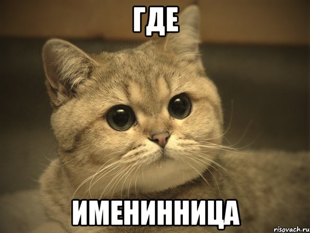 Где именинница, Мем Пидрила ебаная котик