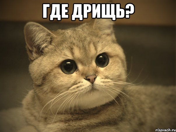 Где дрищь? , Мем Пидрила ебаная котик