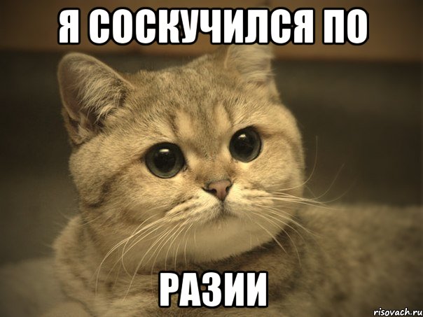 я соскучился по Разии, Мем Пидрила ебаная котик