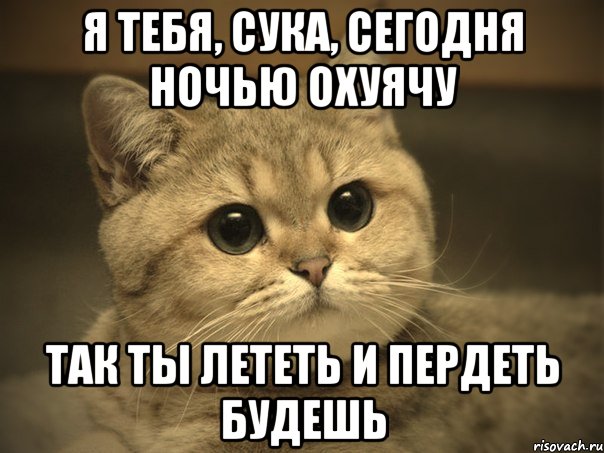 Я тебя, сука, сегодня ночью охуячу Так ты лететь и пердеть будешь, Мем Пидрила ебаная котик