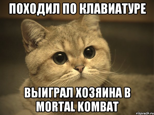 походил по клавиатуре выиграл хозяина в Mortal Kombat, Мем Пидрила ебаная котик