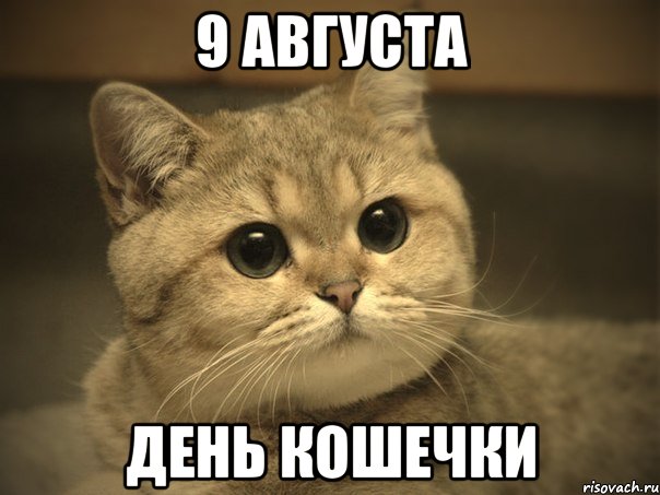 9 августа день кошечки, Мем Пидрила ебаная котик
