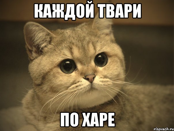 каждой твари по харе, Мем Пидрила ебаная котик