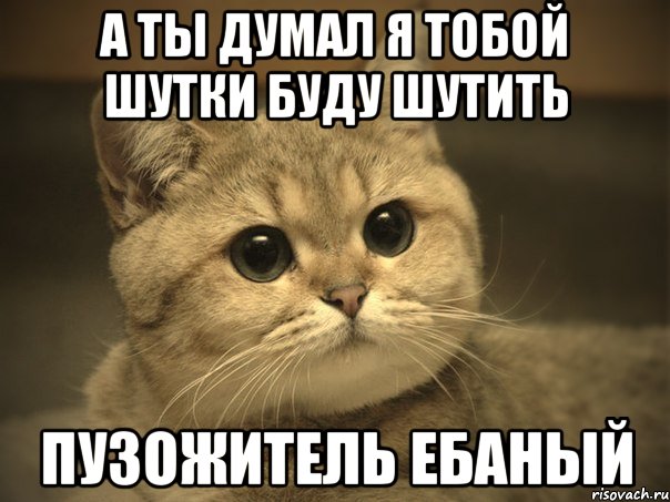 а ты думал я тобой шутки буду шутить пузожитель ебаный, Мем Пидрила ебаная котик