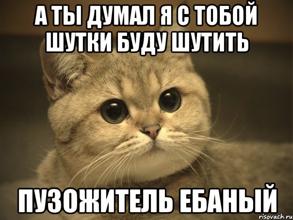 а ты думал я с тобой шутки буду шутить пузожитель ебаный, Мем Пидрила ебаная котик