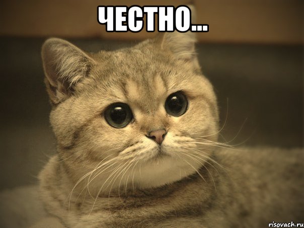 Честно... , Мем Пидрила ебаная котик